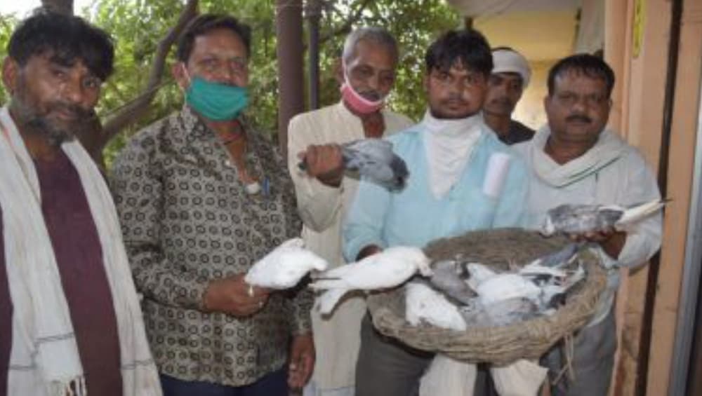 Uttar Pradesh: বাড়ির সামনে যত্রতত্র থুতু ফেলতে নিষেধ করেছিলেন, প্রতিবেশির ১১টি পায়রাকে হত্যা করে রাগ মেটালো যুবক Uttar Pradesh: বাড়ির সামনে যত্রতত্র থুতু ফেলতে নিষেধ করেছিলেন, প্রতিবেশির ১১টি পায়রাকে হত্যা করে রাগ মেটালো যুবক