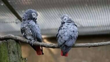 Zoo Removes 5 Parrots For Swearing: দর্শকদের খারাপ খারাপ কথা, চিড়িয়াখানা থেকে ৫টি আফ্রিকান ধূসর তোতাকে সরিয়ে দেওয়া হল