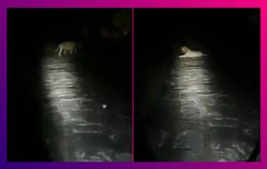 Gir Forest| Lion On Road: রাতের অন্ধকারে রাস্তার মাঝে বসে রয়েছে সিংহী, দেখুন হাড়হিম করা দৃশ্য