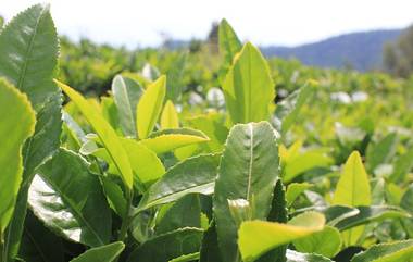 Rare Assam Tea Sold for Rs 75,000 Per KG: এক কিলো চায়ের দাম ৭৫ হাজার টাকা! বিক্রি হল আসামে