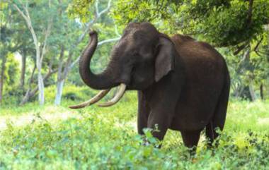 Hyderabad: ২০ লাখ টাকায় হায়দরাবাদ চি়ড়িয়াখানর ২৭টি প্রাণীকে দত্তক নিল শহরের ওষুধ সংস্থা