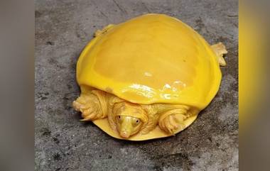 Bright Yellow Turtle: ওড়িশার পর এবার বর্ধমানের পুকুরে মিলল হলুদ রঙের বিরল প্রজাতির কচ্ছপ, দেখুন ছবি