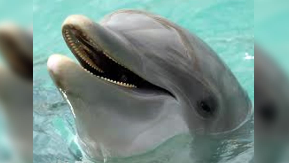 Dolphin Rescued In Sundarbans: সুন্দরবনের নদীতে মৎস্যজীবীদের জালে ধরা পড়ল ডলফিন Dolphin Rescued In Sundarbans: সুন্দরবনের নদীতে মৎস্যজীবীদের জালে ধরা পড়ল ডলফিন
