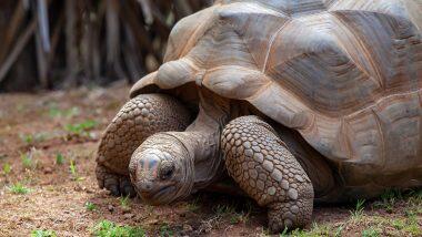 Aldabra Tortoise Missing From Chennai Zoo: তামিলনাড়ুর পার্ক থেকে নিখোঁজ বিশাল অলডাবরা কচ্ছপ