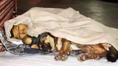 Homeless Boy Sleeping With Dog: বাড়ি থেকে বিতাড়িত কিশোর, সঙ্গ ছাড়েনি পোষ্য! প্রবল ঠান্ডায় এক কম্বলের নীচের রাত কাটাচ্ছে অঙ্কিত-ড্যানি