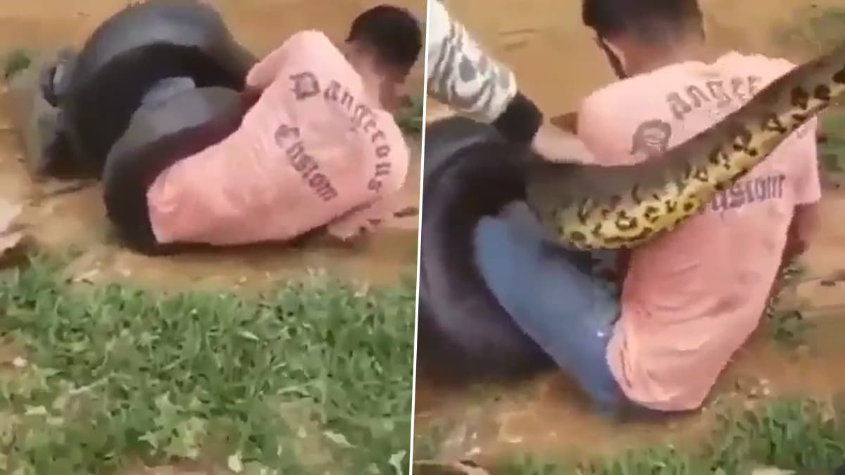 Viral Video: কিশোরকে আষ্টেপৃষ্টে জড়িয়ে অজগর, বাঁচার প্রাণপণ চেষ্টা করেও ব্যর্থ! দেখুন হাড়হিম করা ভিডিও Viral Video: কিশোরকে আষ্টেপৃষ্টে জড়িয়ে অজগর, বাঁচার প্রাণপণ চেষ্টা করেও ব্যর্থ! দেখুন হাড়হিম করা ভিডিও