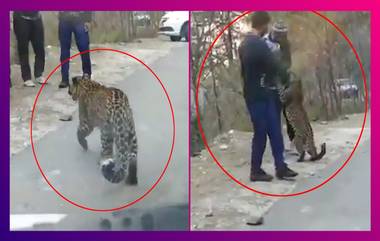 Young Leopard Strolls On Highway: পর্যটকদের সঙ্গে খেলায় মত্ত 'বাচ্চা' লেপার্ড, দেখুন ভাইরাল ভিডিও