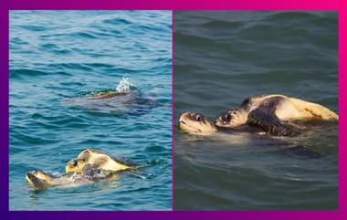 Olive Ridley Turtles in Bay of Bengal: জলপাই রঙের অতিকায় সামুদ্রিক কচ্ছপের দেখা মিলল বঙ্গোপসাগরে