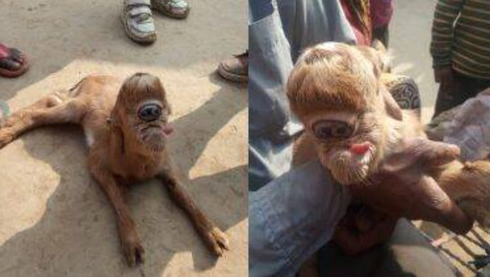 Goat Kid With Single Large Eye Socket: সদ্যোজাত ছাগলছানার কপালে তৃতীয় নয়ন! যোগীর রাজ্যে শোরগোল Goat Kid With Single Large Eye Socket: সদ্যোজাত ছাগলছানার কপালে তৃতীয় নয়ন! যোগীর রাজ্যে শোরগোল