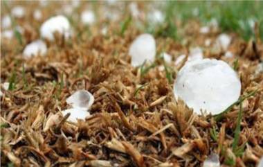 Hailstorm in Gurugram: শীতের মধ্যে শিলাবৃষ্টির দাপটে কাবু গুরুগ্রাম, প্রবল শৈত্যপ্রবাহের পূর্বভাস মৌসম ভবনের