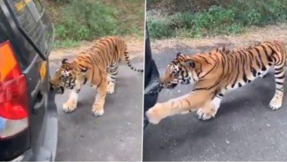 Viral: জঙ্গল সাফারিতে রয়্যাল বেঙ্গল টাইগারের থাবায় পর্যটকদের গাড়ি, ভিডিও ভাইরাল Viral: জঙ্গল সাফারিতে রয়্যাল বেঙ্গল টাইগারের থাবায় পর্যটকদের গাড়ি, ভিডিও ভাইরাল