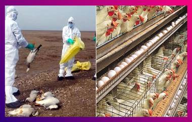 Bird Flu Scare In Bengal: বার্ড ফ্লু আতঙ্কে রাজ্য, সংক্রমণ এড়াতে সঠিক তথ্য জানুন