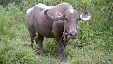 Man Celebrates Buffalo's Birthday: করোনা বিধি শিকেয় তুলে মোষের জন্মদিন পালন মালিকের