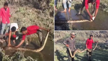 Burmese Python Rescued In Siliguri: শিলিগুড়ির ফুলবাড়ি এলাকা থেকে উদ্ধার ১৩ ফুটের বার্মিজ পাইথন, দেখুন ভিডিও