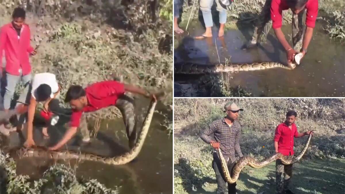 Burmese Python Rescued In Siliguri: শিলিগুড়ির ফুলবাড়ি এলাকা থেকে উদ্ধার ১৩ ফুটের বার্মিজ পাইথন, দেখুন ভিডিও Burmese Python Rescued In Siliguri: শিলিগুড়ির ফুলবাড়ি এলাকা থেকে উদ্ধার ১৩ ফুটের বার্মিজ পাইথন, দেখুন ভিডিও
