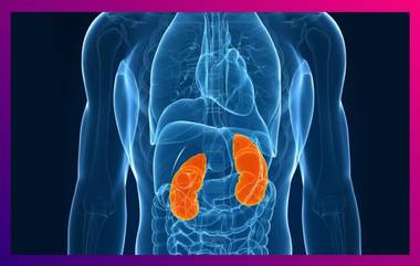 5 Tips To Keep Kidneys Healthy: রসুন থেকে বাঁধাকপি, কিডনি ভাল রাখতে ডায়েটে থাকুক এই ৫ সুপারফুড