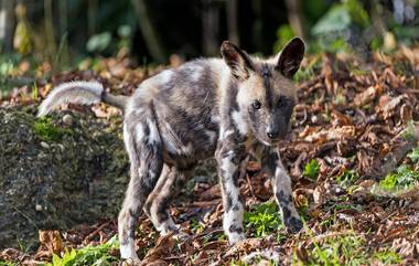 Alipore Zoo: বছর ৫০ পর আলিপুর চিড়িয়াখানাতে জন্ম নিল ২ বন্য কুকুর