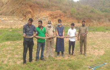 Odisha: ওড়িশার গ্রাম থেকে উদ্ধার ১৪ ফুটের কিং কোবরা