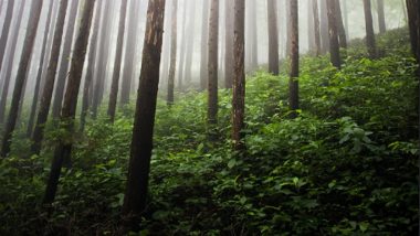 Forest Breathing : জঙ্গলে গভীর স্পন্দন, যেন শ্বাস নিচ্ছে 'ভয়ঙ্কর' বনাঞ্চল, ভাইরাল ভিডিয়ো
