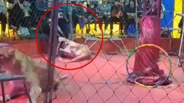 Lions Escape Circus: সার্কাস শো চলাকালীন স্টেজ থেকে সোজা বাইরে পালিয়ে গেল সিংহ, দেখুন ভিডিয়ো