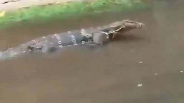 Cyclone Yaas: য়াসের জেরে জোর বৃষ্টি, কলকাতায় রাস্তায় হেঁটে বেড়াল গোসাপ, দেখুন ভিডিয়ো