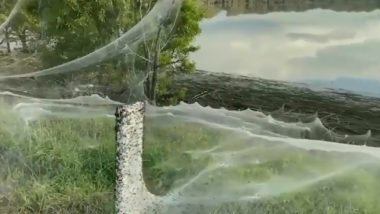 Massive Spider Web Blanket: নিরাপদ আশ্রয়ের খোঁজে বিশালাকার মাকড়সার জালের অদ্ভুত নিদর্শন নজর কাড়ল নেটিজেনদের
