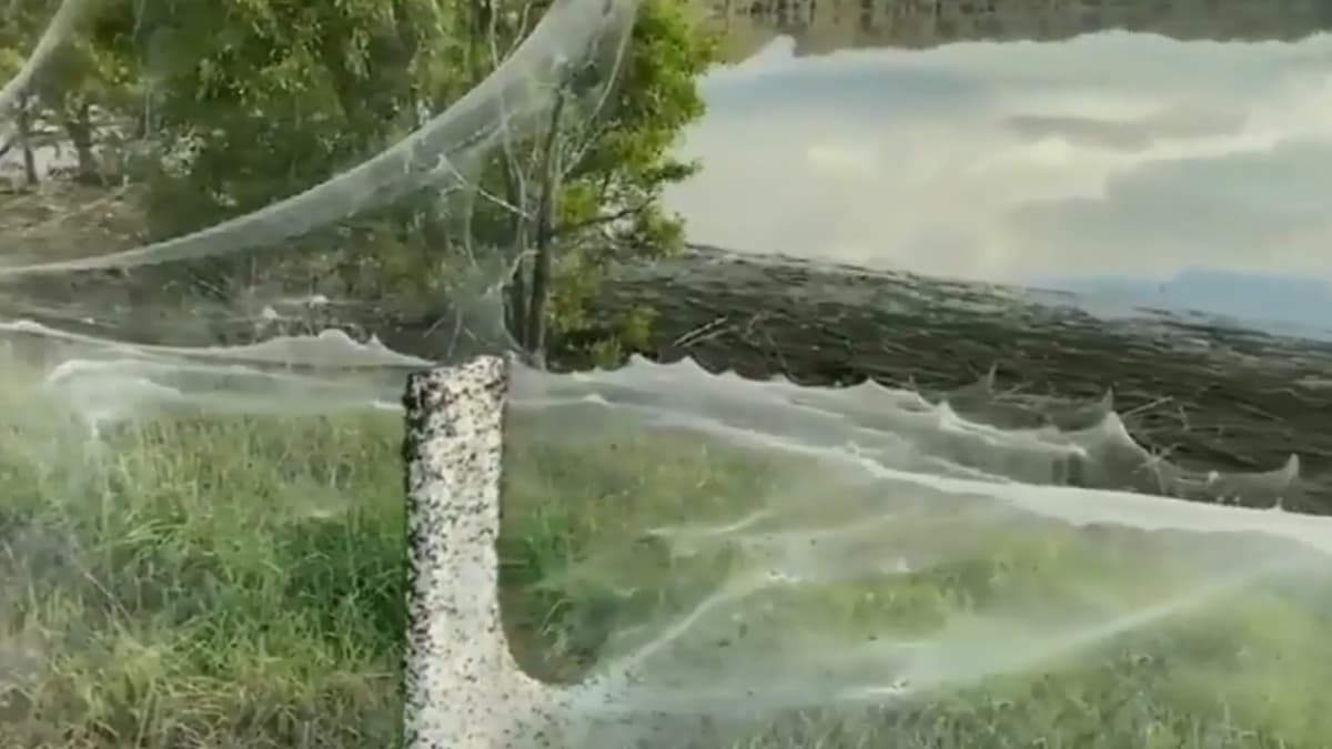 Massive Spider Web Blanket ন র পদ আশ রয র খ জ ব শ ল ক র ম কড স র জ ল র অদ ভ ত ন দর শন নজর ক ড ল ন ট জ নদ র Latestly ব ল