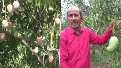 Mangoes: মেক্সিকো, আফগানিস্তানে হাজার টাকা কেজিতে আম পাঠিয়ে দারুণ লাভবান রাজপুরের আম ব্যবসায়ী