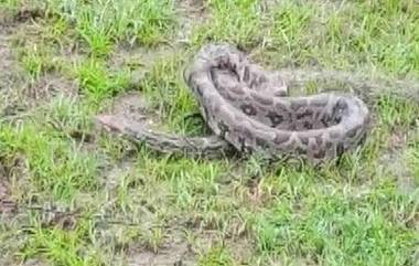 Python: মাছ ধরার জালে উঠল সাত ফুটের পাইথন, তারপর ঘটল অবাক কাণ্ড