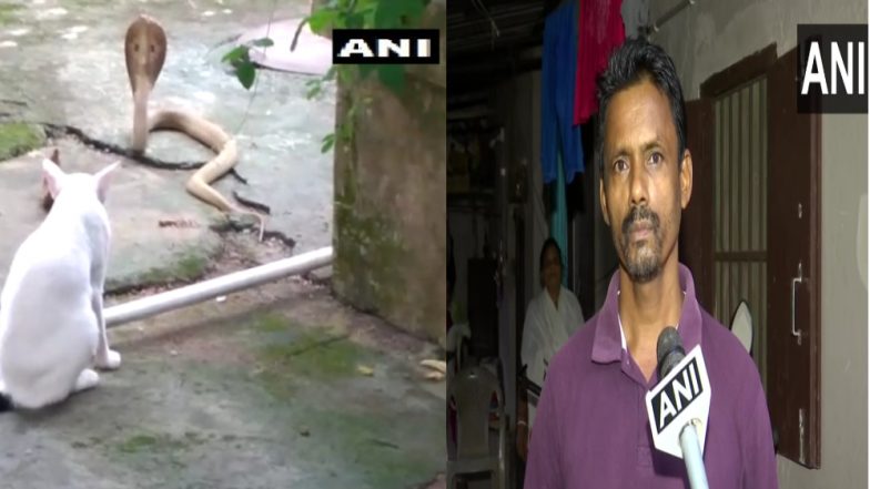 Odisha: গৃহস্থের দরজায় গোখরো, পথ রোধ করে দাঁড়াল বিড়াল