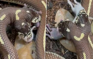 Two-Headed Snake: জোড়া ইঁদুরছানা দিয়ে সান্ধ্যভোজ সারছে দু-মুখো সাপ (দেখুন ভিডিও)