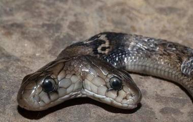 Two-Headed Cobra Rescued: দেরাদুনে বিরল দুই মাথার কোবরা সাপ উদ্ধার