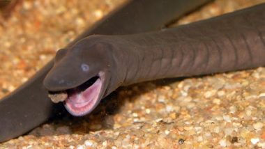 ‘Penis Snake’: ফ্লোরিডায় উদ্ধার বিরল প্রজাতির 'পেনিস স্নেক'