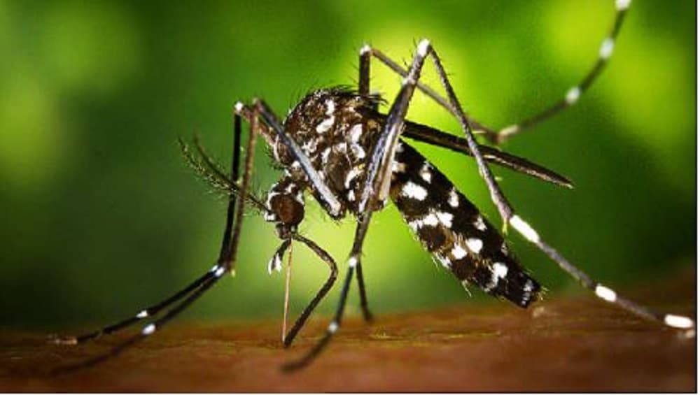 Maharashtra: কোভিডের মধ্যে নয়া আতঙ্ক, জিকা ভাইরাসের হানাদারি মহারাষ্ট্রে Maharashtra: কোভিডের মধ্যে নয়া আতঙ্ক, জিকা ভাইরাসের হানাদারি মহারাষ্ট্রে