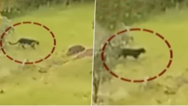 Rare Black Panther Spotted In Mahabaleshwar: প্রতাপগড় দুর্গ চত্বরে ঘুরছে বিরল প্রজাতির ব্ল্যাক প্যান্থার, ভাইরাল ভিডিও