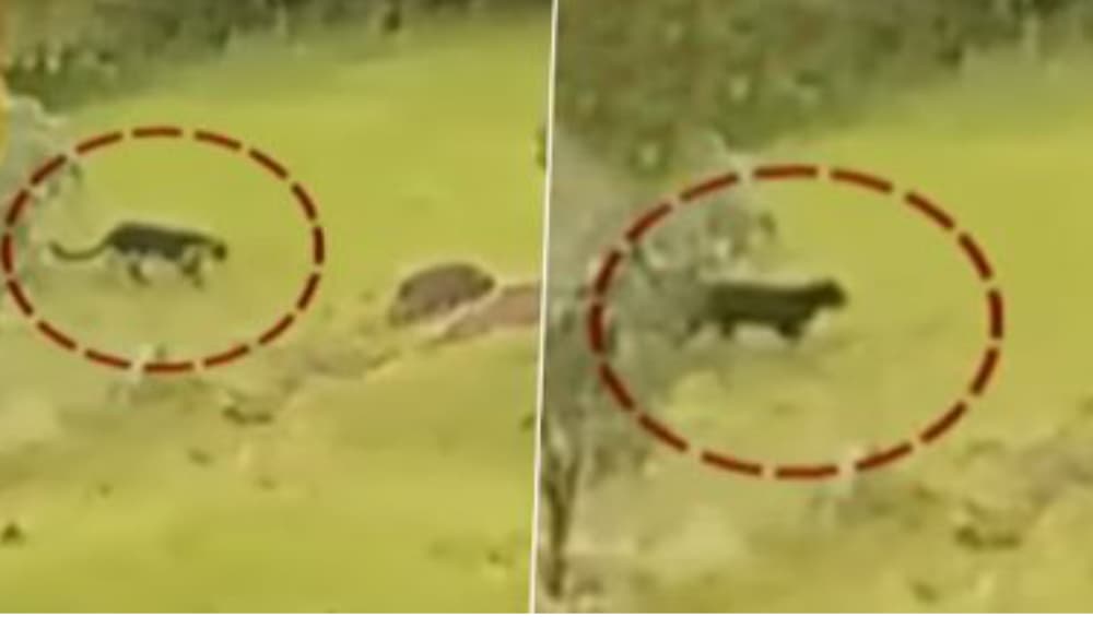 Rare Black Panther Spotted In Mahabaleshwar: প্রতাপগড় দুর্গ চত্বরে ঘুরছে বিরল প্রজাতির ব্ল্যাক প্যান্থার, ভাইরাল ভিডিও Rare Black Panther Spotted In Mahabaleshwar: প্রতাপগড় দুর্গ চত্বরে ঘুরছে বিরল প্রজাতির ব্ল্যাক প্যান্থার, ভাইরাল ভিডিও