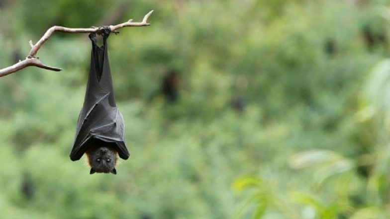 Nipah Virus Outbreak in Kerala:  সাবধান! কেরলে ছড়াচ্ছে নিপা ভাইরাস, দক্ষিণী রাজ্যে জারি সতর্কতা