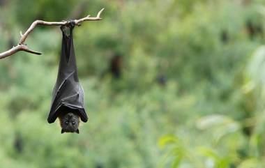 Nipah Virus Outbreak in Kerala:  সাবধান! কেরলে ছড়াচ্ছে নিপা ভাইরাস, দক্ষিণী রাজ্যে জারি সতর্কতা