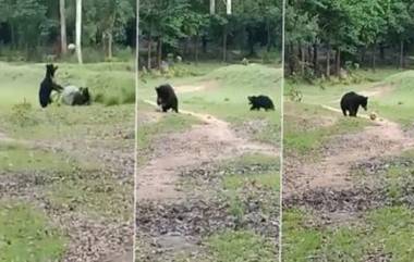 Odisha: ফুটবল নিয়ে খেলছে দুই বুনো ভাল্লুক, ভিডিও ভাইরাল