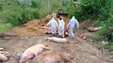 African Swine Fever: করোনার পর ভয়াবহ আফ্রিকান সোয়াইন ফ্লু, মিজোরামে মৃত্যু ২৫,২৬০টি শূকরের