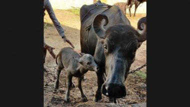 IVF Buffalo Calf Born: ভারতে প্রথম, আইভিএফ-র মাধ্যমে গুজরাতে জন্ম নিল মোষের বাচ্চা