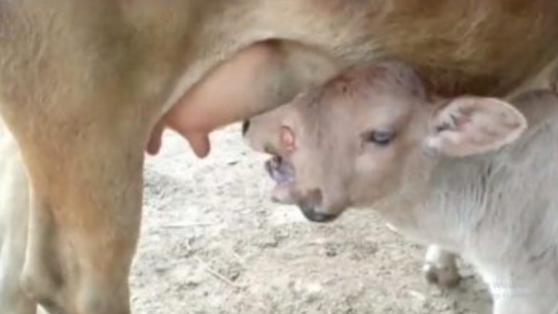 Viral: নবরাত্রিতে জন্ম নিল ২ মাথা ৩ চোখ বিশিষ্ট বাছুর, ভিডিও ভাইরাল
