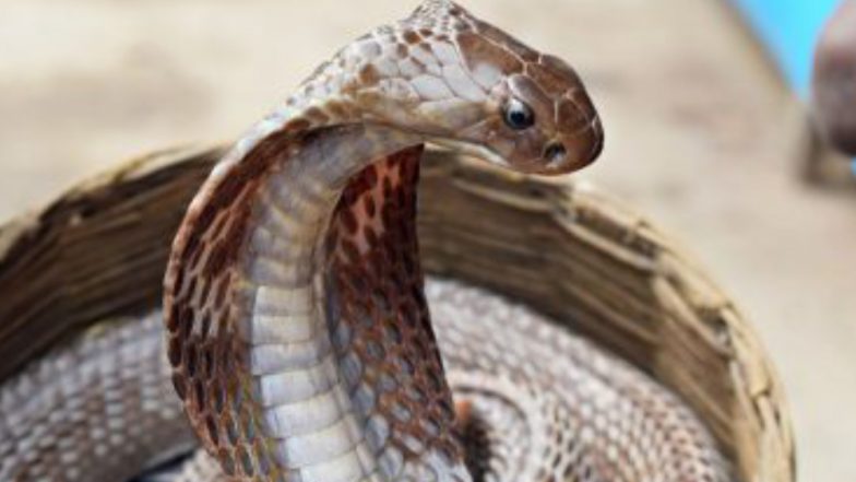 Murder Via Snake Bite: বিবাহ বহির্ভূত সম্পর্ক গোপন রাখতে বিষধর সাপের সহযোগিতায় খুন, কী বলল সুপ্রিম কোর্ট?