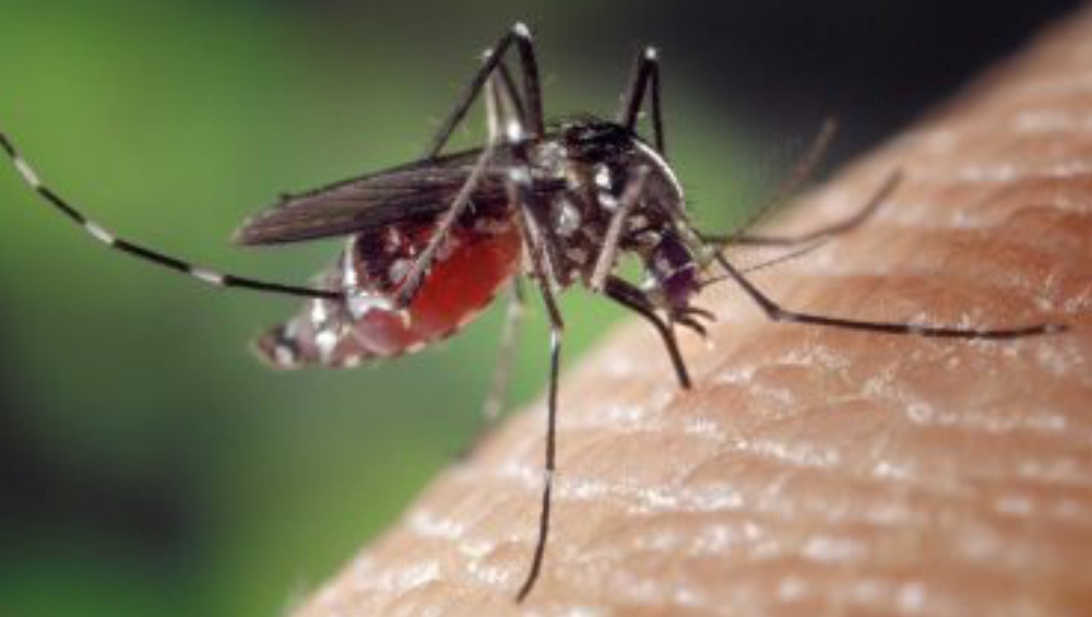 Dengue Outbreak in Delhi: দিল্লিতে ডেঙ্গুর গ্রাসে ২,৭০৮ জন, মৃত ৯