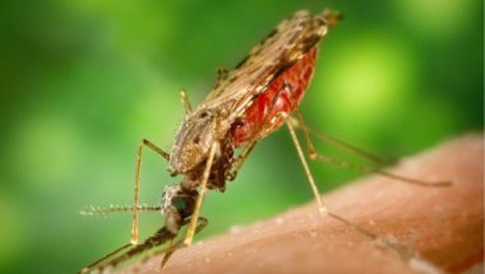 Dengue: দেশজুড়ে বাড়ছে ডেঙ্গি, দেশের ৯ রাজ্য, কেন্দ্রশাসিত অঞ্চলে বিশেষ দল পাঠাল কেন্দ্রীয় সরকার