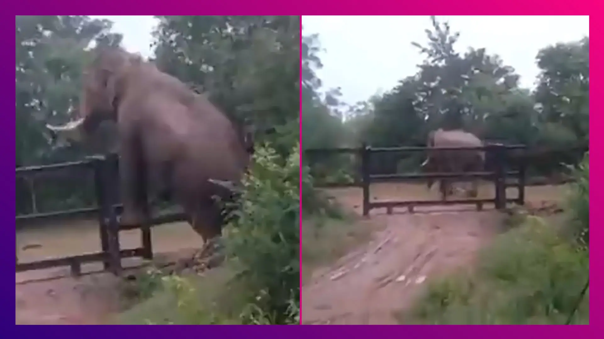 Viral Video দেখুন, লোহার বেড়া টপকাল হাতি