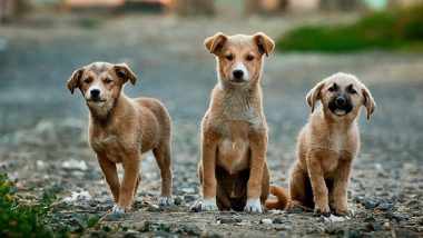 Dogs Poisoned To Death: মর্মান্তিক! খাস কলকাতায় ৫টি কুকুরছানাকে বিষ খাইয়ে হত্যার অভিযোগ