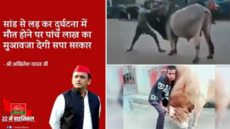Akhilesh Yadav: ষাঁড়ের হামলায় মৃতরা পাবেন ৫ লক্ষ টাকা, অখিলেশ যাদবের টুইট ভাইরাল
