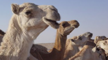 Saudi Arabia: ভিলেন বোটক্স, সৌদি আরবের সৌন্দর্য প্রতিযোগিতা থেকে ব্রাত্য ৪৩টি উট