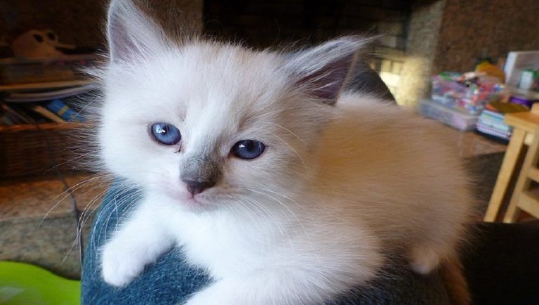 Woman Breastfeeds Cat: বিমানে বেড়ালকে স্তন্যপান মহিলার, জোর সমালোচনা